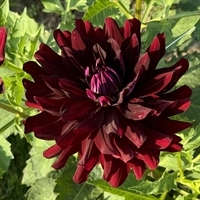 Dahlia Hollyhill Black Beauty